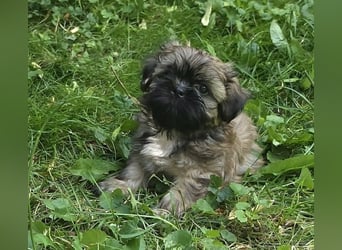 Shih Tzu Mix  / noch zwei Rüdenwelpen