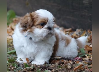 Shih Tzu Mixies