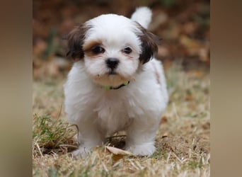 Shih Tzu Mixies
