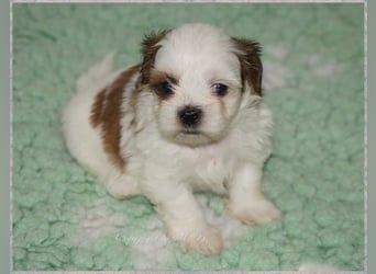 Shih Tzu Mix  / noch zwei Rüdenwelpen