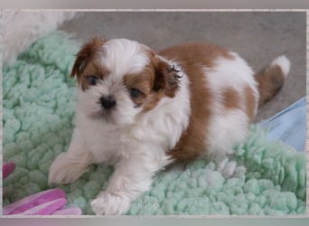 Shih Tzu Mix  / noch zwei Rüdenwelpen
