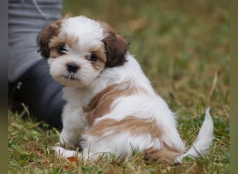 Shih Tzu Mixies