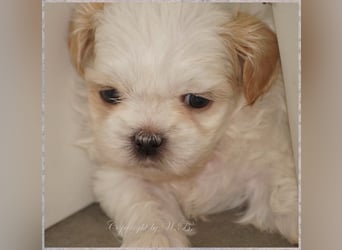 Shih Tzu Mix  / noch zwei Rüdenwelpen