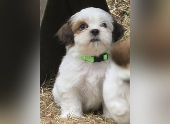 Shih Tzu Mixies