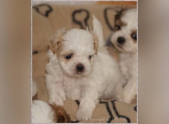 Shih Tzu Mix  / noch zwei Rüdenwelpen