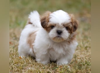Shih Tzu Mixies
