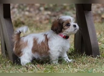 Shih Tzu Mixies