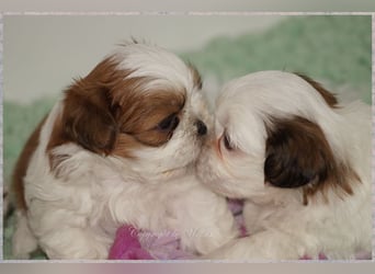 Shih Tzu Mix  / noch zwei Rüdenwelpen