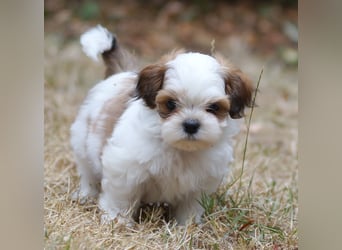 Shih Tzu Mixies