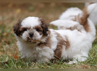Shih Tzu Mixies
