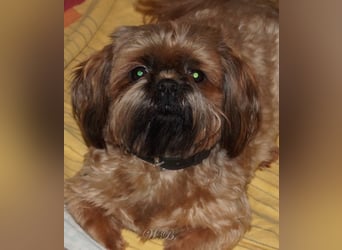Shih Tzu Mix  / noch zwei Rüdenwelpen