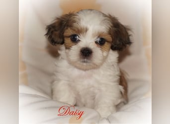 Shih Tzu Mixies