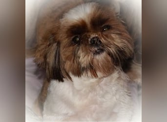 Shih Tzu Mix  / noch zwei Rüdenwelpen