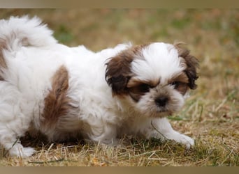 Shih Tzu Mixies