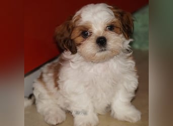 Shih Tzu Mixies