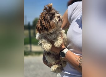 Kobi, kleine Schönheit sucht ihr Heim