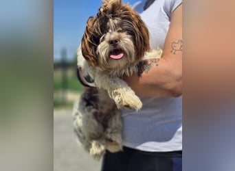 Kobi, kleine Schönheit sucht ihr Heim