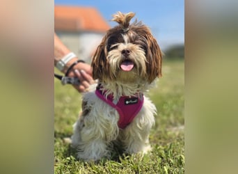 Kobi, kleine Schönheit sucht ihr Heim