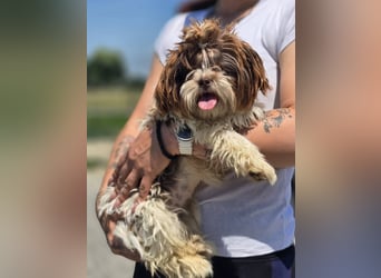 Kobi, kleine Schönheit sucht ihr Heim