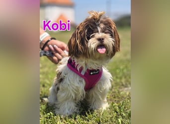 Kobi, kleine Schönheit sucht ihr Heim