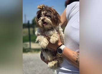 Kobi, kleine Schönheit sucht ihr Heim