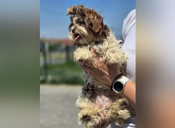 Kobi, kleine Schönheit sucht ihr Heim