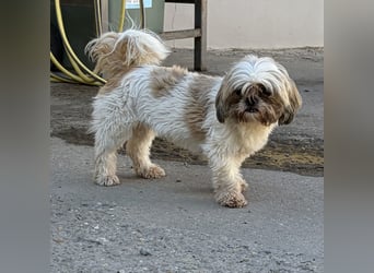 Lara - süße Shih Tzu Hündin
