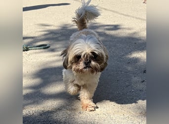 Lara - süße Shih Tzu Hündin