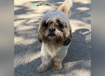 Lara - süße Shih Tzu Hündin