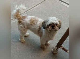 Lara - süße Shih Tzu Hündin