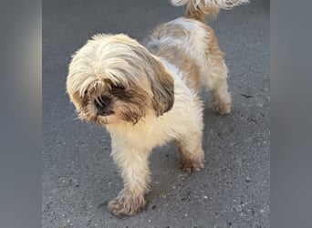Lara - süße Shih Tzu Hündin