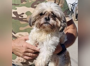 Lara - süße Shih Tzu Hündin