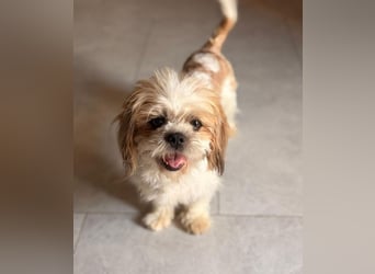 Thea - Shih Tzu Dame sucht Familie!