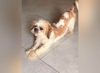 Thea - Shih Tzu Dame sucht Familie!