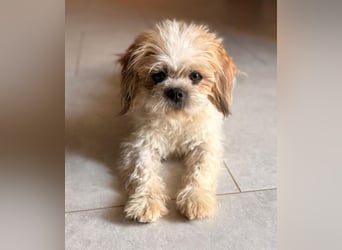 Thea - Shih Tzu Dame sucht Familie!