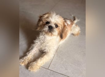 Thea - Shih Tzu Dame sucht Familie!