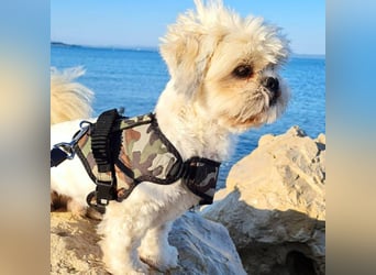 Olaf - freut sich über Streicheleinheiten