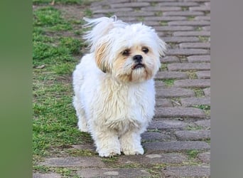 Olaf - freut sich über Streicheleinheiten