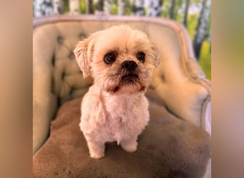 Olaf - freut sich über Streicheleinheiten