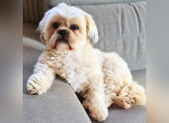 Olaf - freut sich über Streicheleinheiten