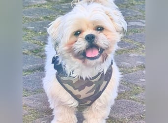 Olaf - freut sich über Streicheleinheiten