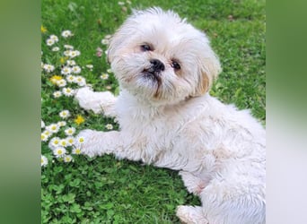 Olaf - freut sich über Streicheleinheiten