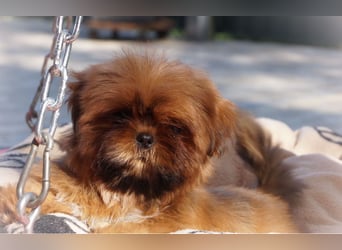 Shih Tzu Welpen aus Vereinszucht