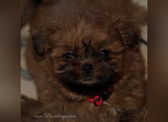 Shih Tzu Welpen aus Vereinszucht