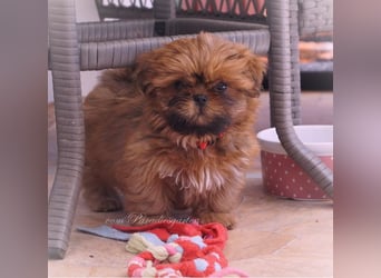 Shih Tzu Welpen aus Vereinszucht