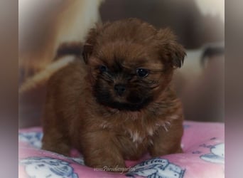 Shih Tzu Welpen aus Vereinszucht