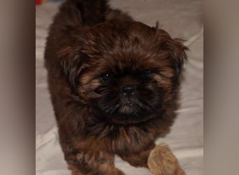 Shih Tzu Welpen aus Vereinszucht