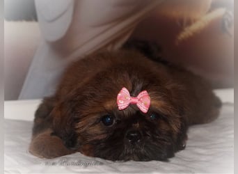 Shih Tzu Welpen aus Vereinszucht