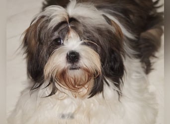 Shih Tzu Welpen aus Vereinszucht