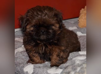 Shih Tzu Welpen aus Vereinszucht